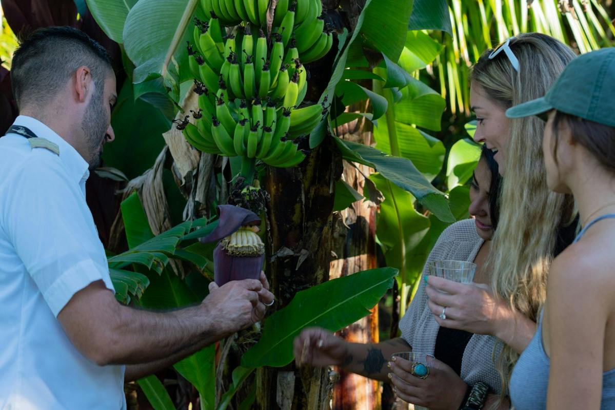 Three people observe a banana plant with growing fruit and flowers in a lush outdoor setting.