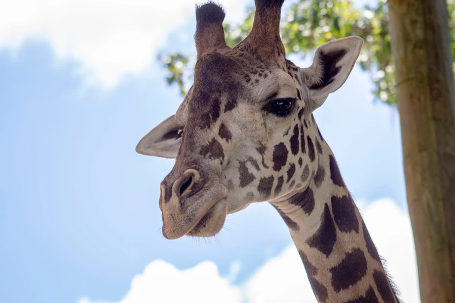 Central Florida Zoo and Botanical Gardens Tickets