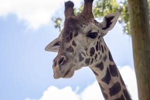 Zoo et jardins botaniques de Floride centrale: Billets