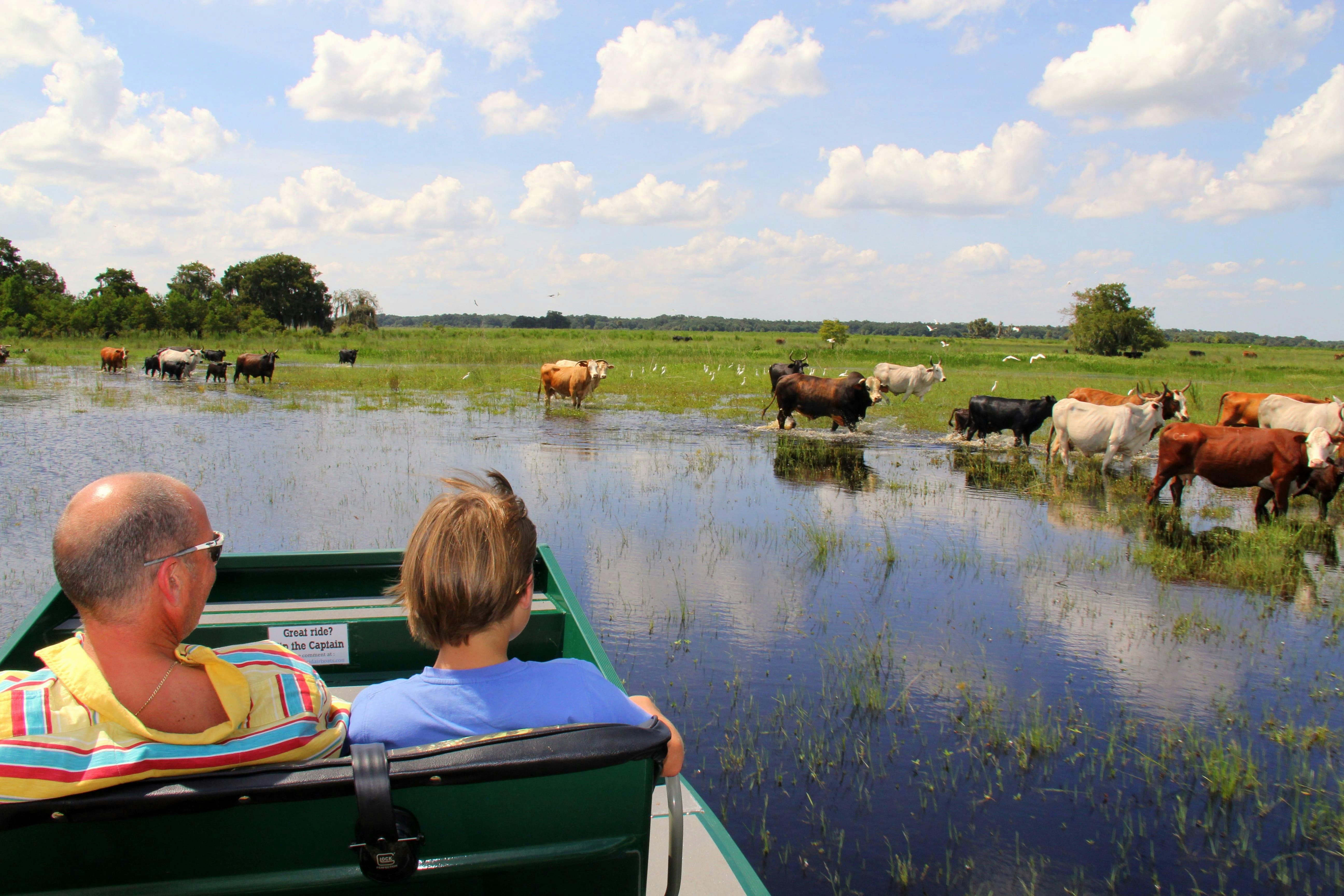 Excursión de 1 hora en hidrodeslizador por los Everglades de Florida Salvaje - Alojamientos en Orlando