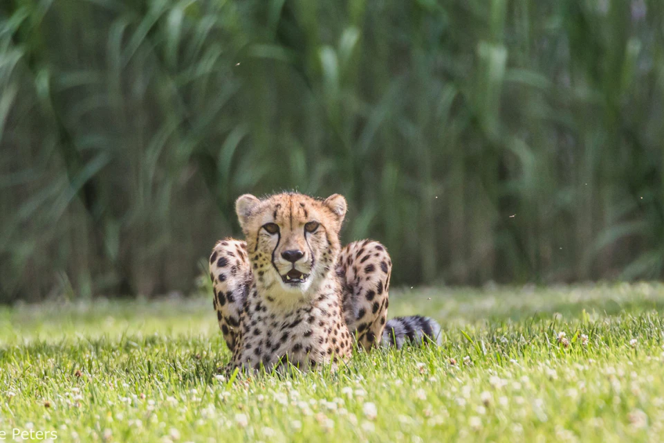 A cheetah lying on green grass with a blurred background of tall vegetation.