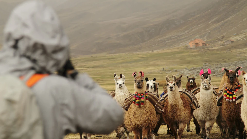 A person in a gray jacket taking a photo of decorated alpacas in a mountainous, grassy landscape.