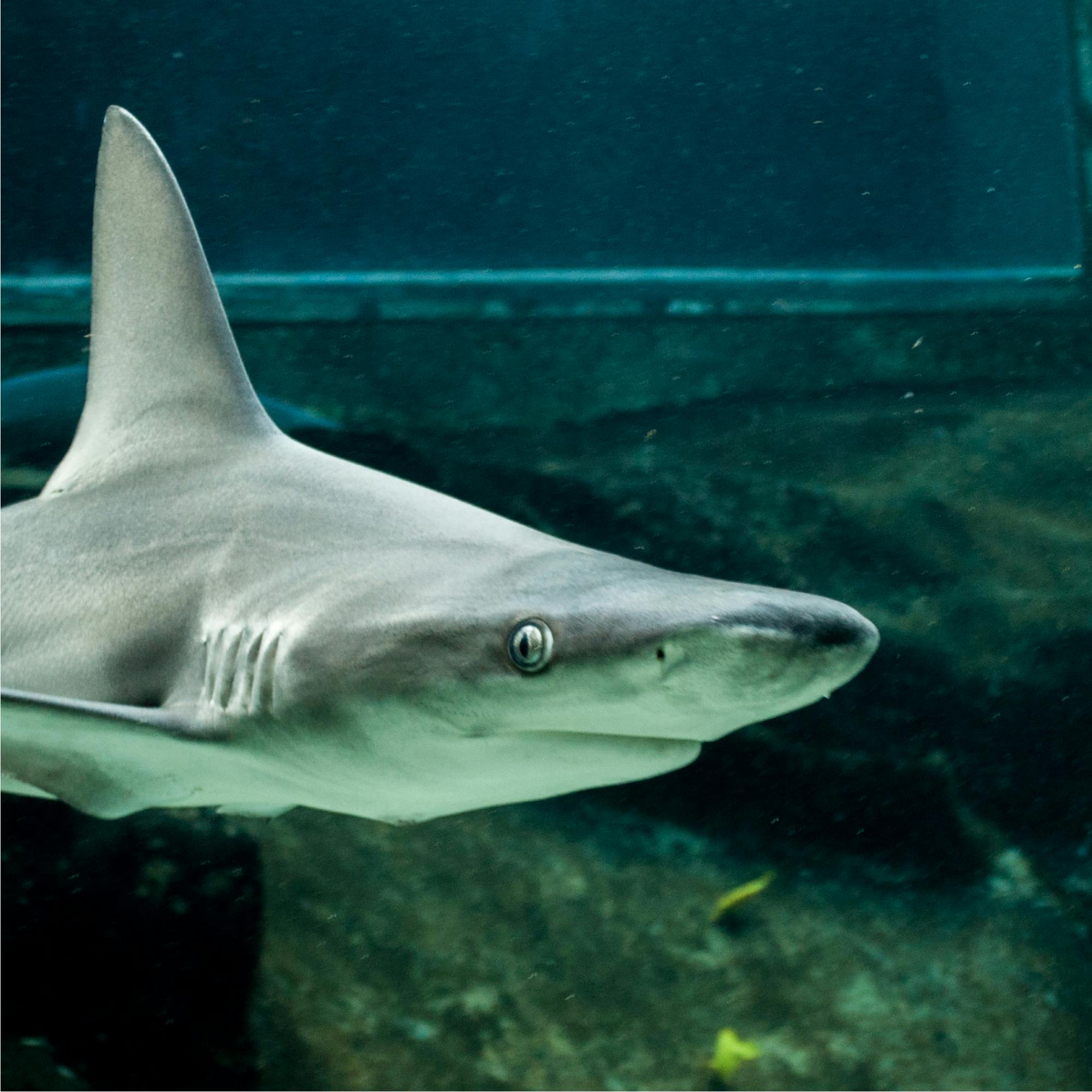 A close-up of a shark swimming in an aquarium, with a rocky backdrop visible in the background.