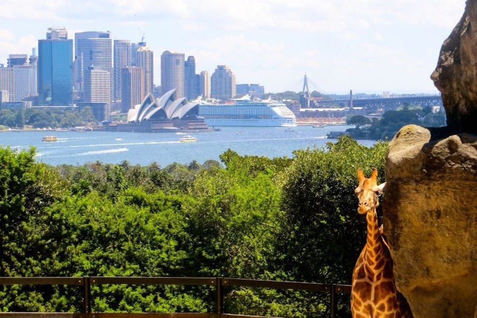 Taronga Zoo Sydney: Entry Ticket