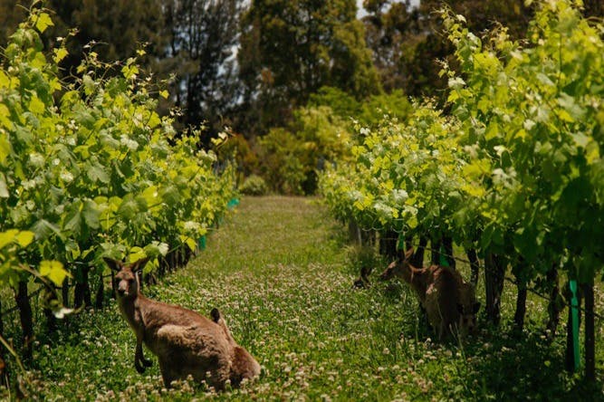 Άγρια καγκουρό που τεμπελιάζουν στα αμπέλια