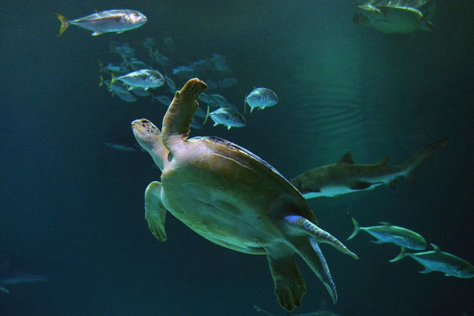 A sea turtle swimming underwater surrounded by fish in an aquarium setting.