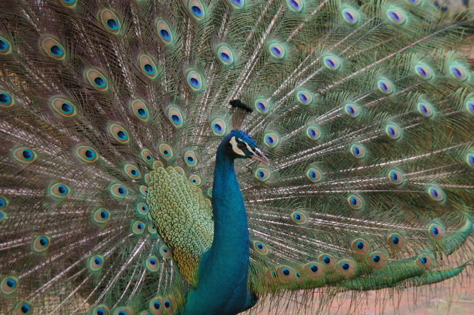 A peacock displays its vibrant, colorful tail feathers, with blue and green eye-like patterns arranged in a fan shape.
