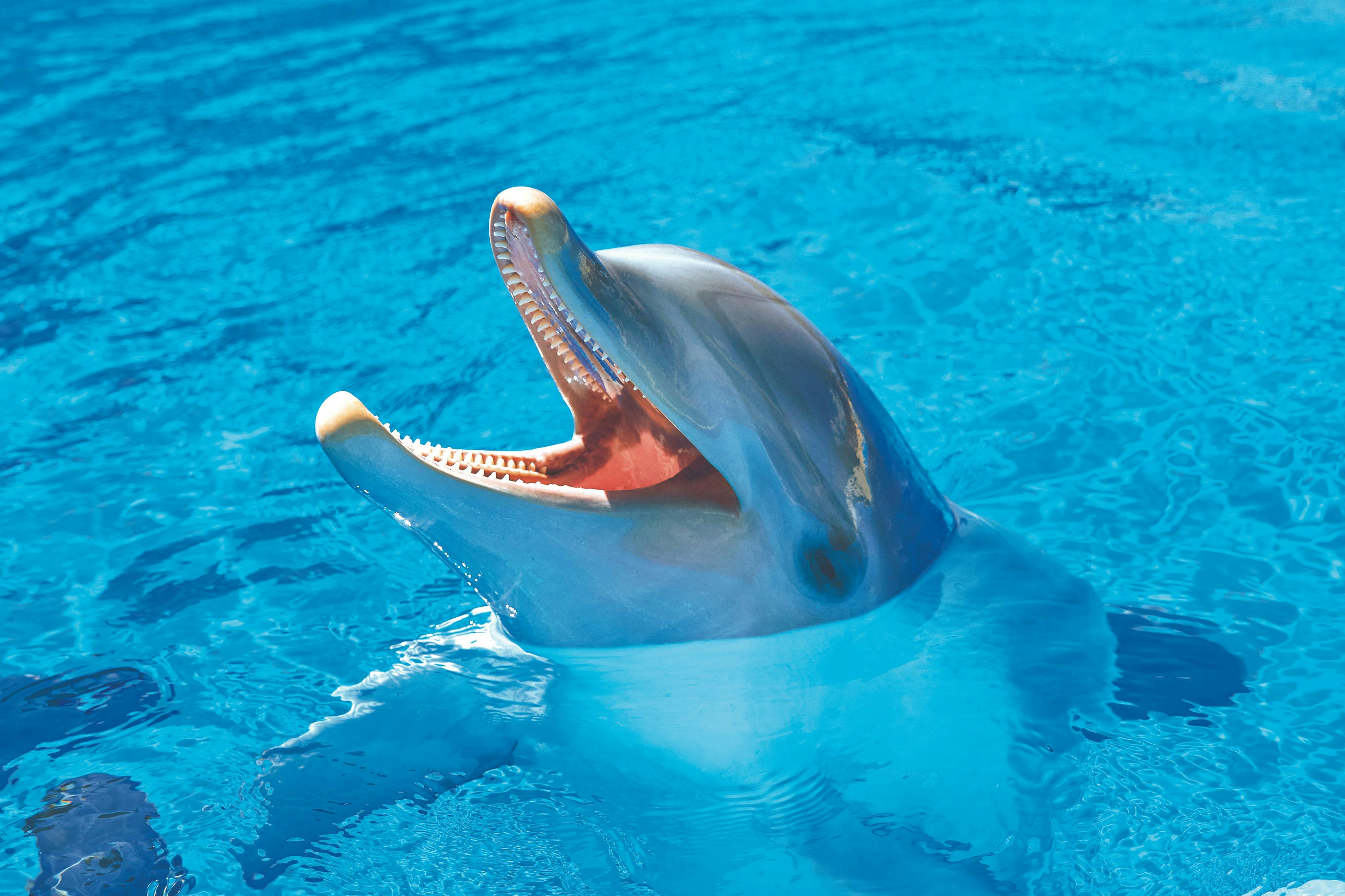 Un delfino in acque di un blu brillante con la bocca aperta, che mostra i denti.