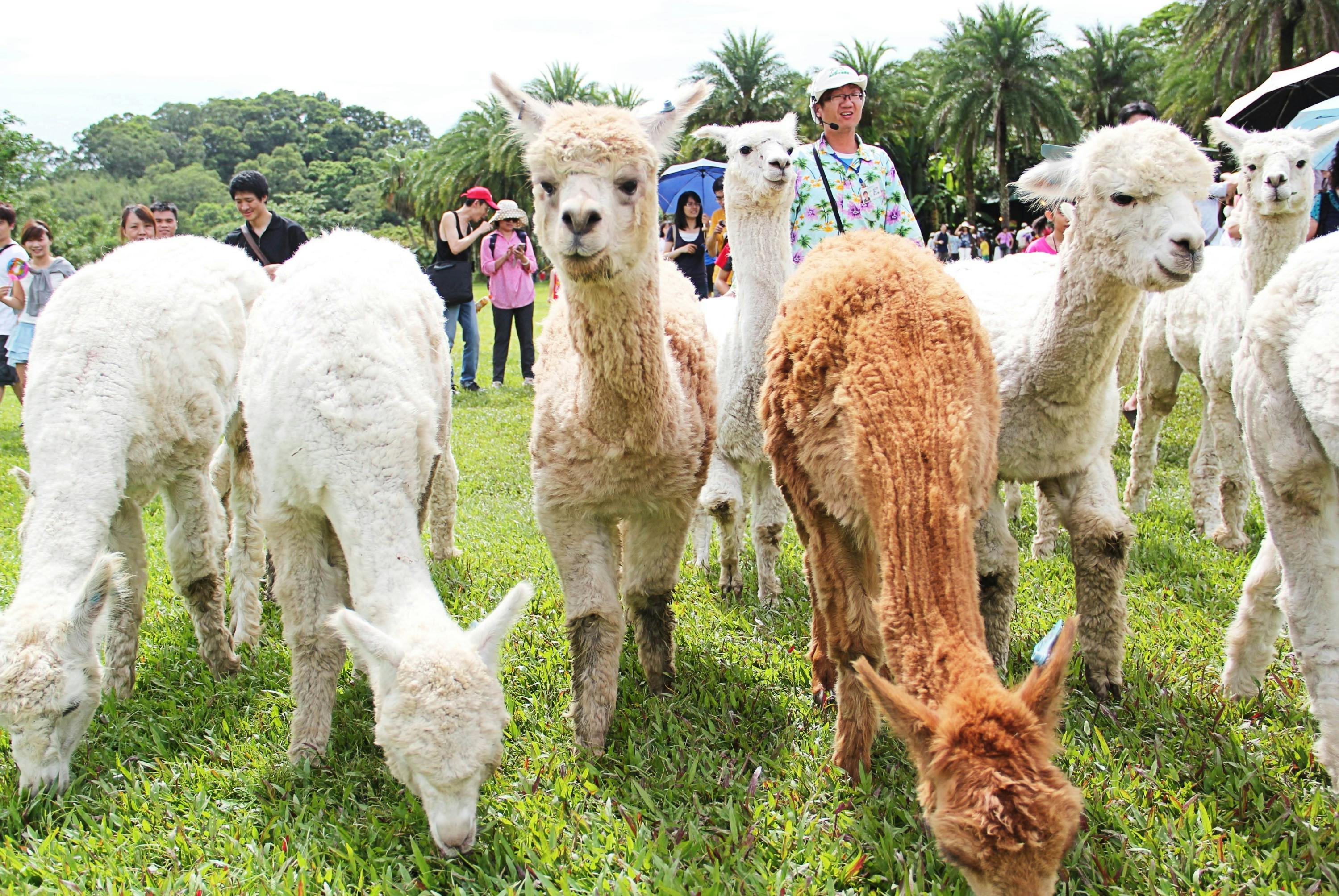 A group of alpacas on a grassy field with people in the background and palm trees under a sunny sky.