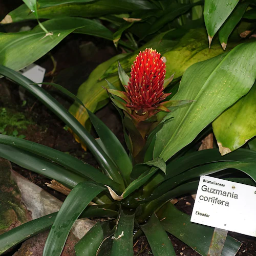 En röd bromeliad märkt "Guzmania conifera" med stora gröna blad i en trädgårdsmiljö.