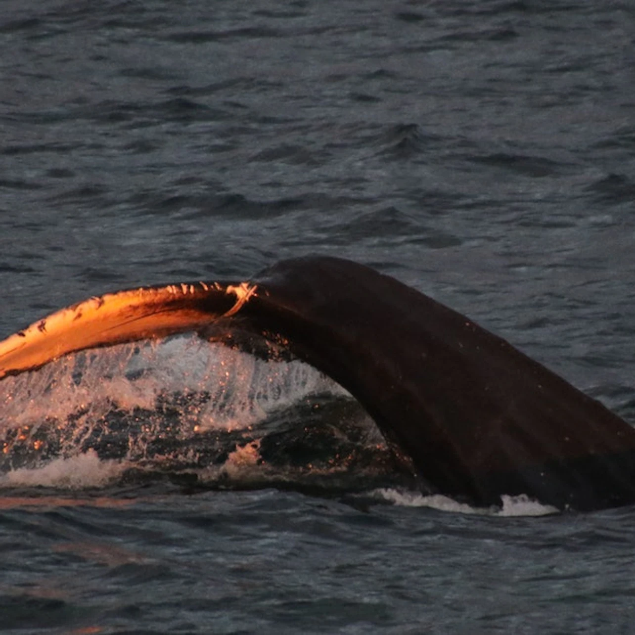 Sunkissed humpback whale.