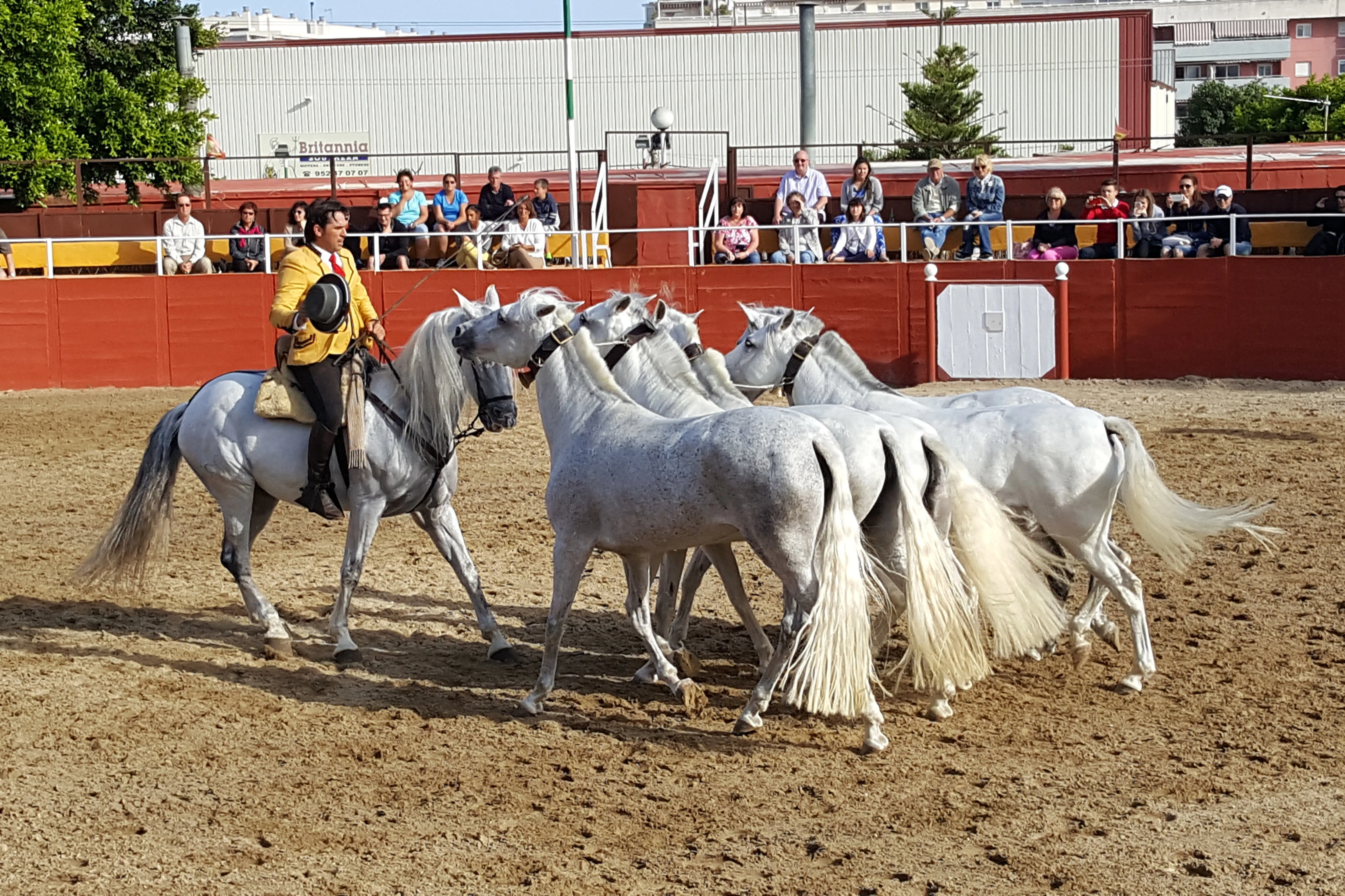 Finca El Cartujano: Equestrian Show + Roundtrip Bus Transfer
