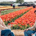 Tulip Experience Amsterdam