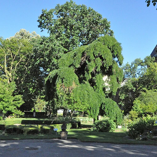 En frodig trädgård med olika träd och buskar, omgiven av en stenbyggnad med dormerfönster i bakgrunden under en klarblå himmel.