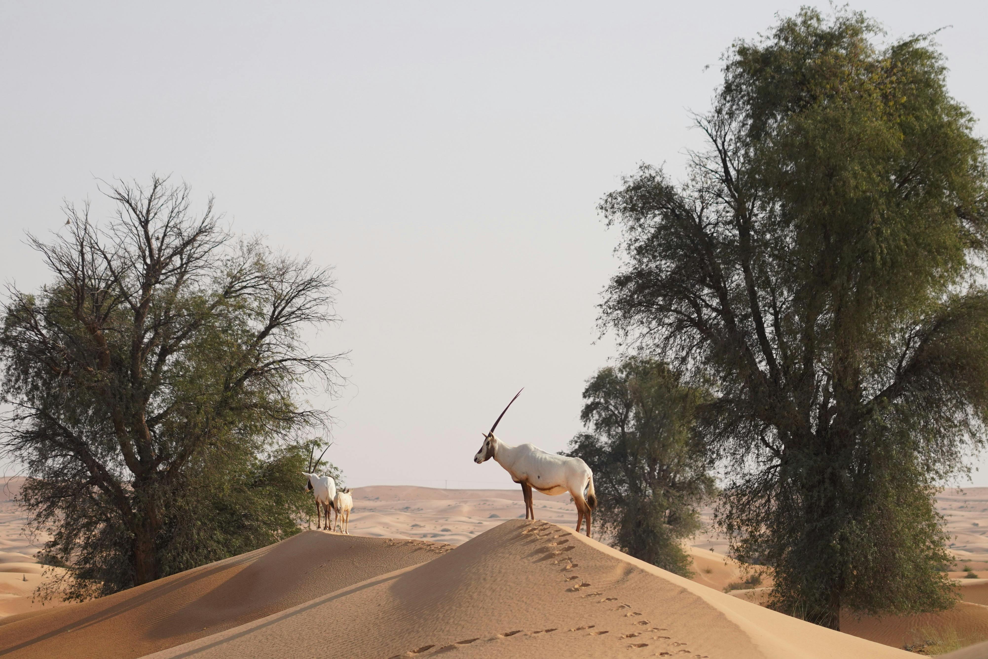 铂金遗产：老式路虎或骆驼大篷车的遗产野生动物园之旅