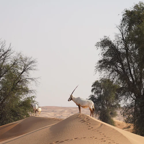 Dubai: Premium Desert Safari Activities - Photo 11