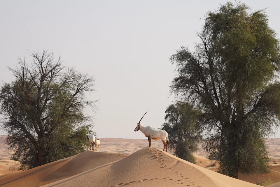 Platinum Heritage: Heritage Safari by Vintage Land Rover or Camel Caravan