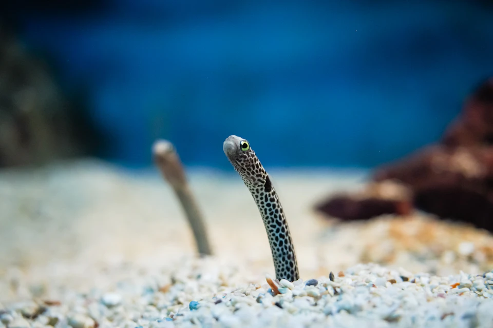 A spotted eel emerges from sandy seabed underwater, with another eel blurred in the background against a blue backdrop.