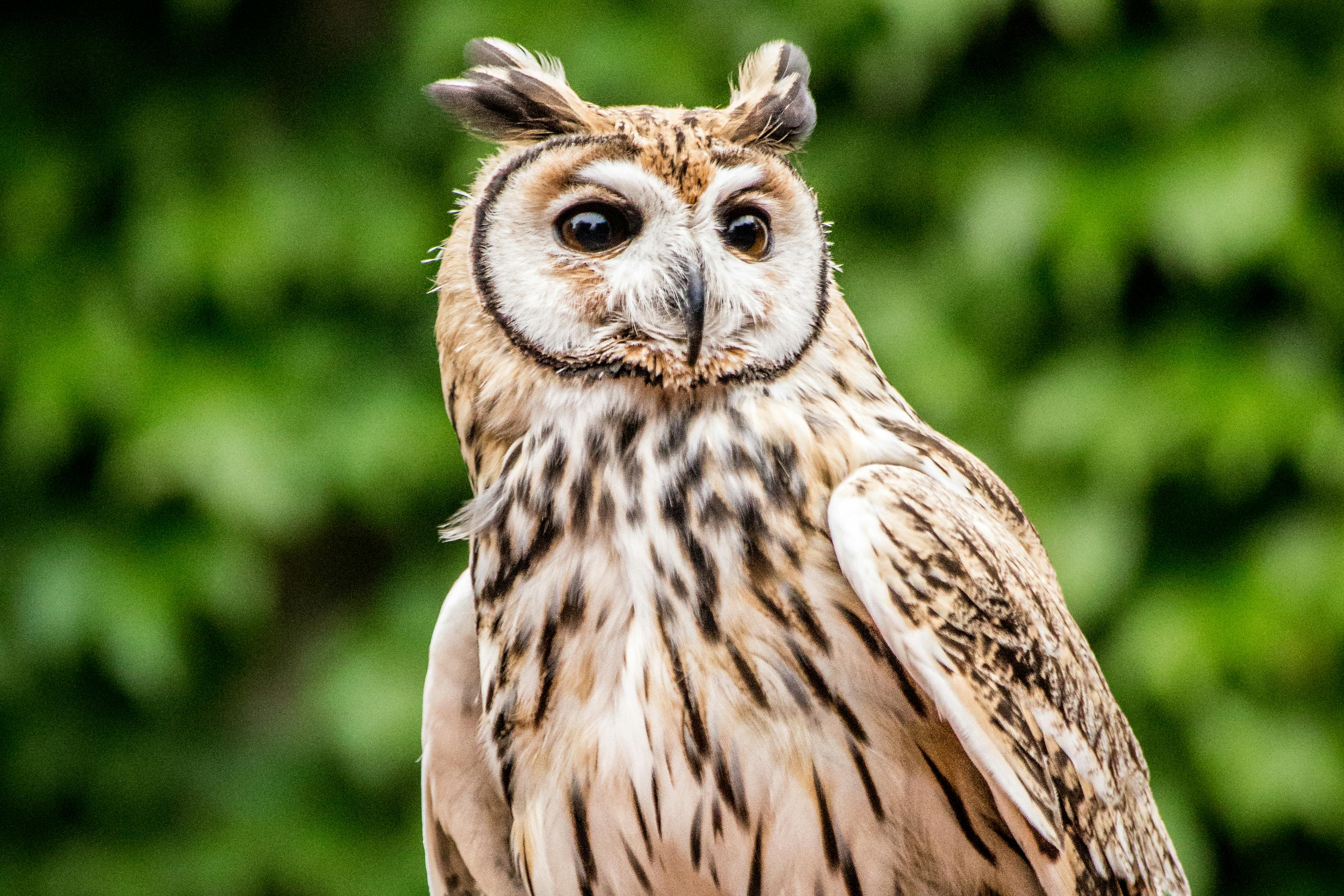 머리에 커다란 눈과 깃털이 달린 올빼미의 클로즈업이 흐릿한 녹색 배경에 자리 잡고 있습니다.