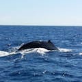Humpback whale back
