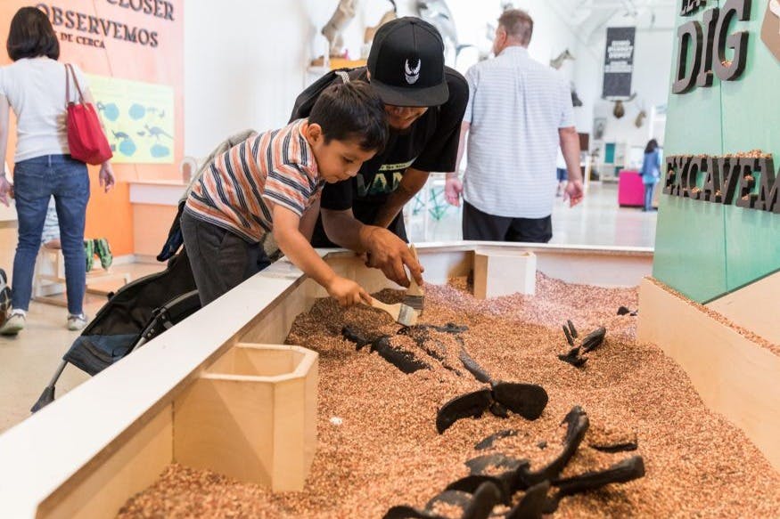 Ребенок и взрослый копаются в песочнице с ископаемыми копиями в музейном экспонате, а другие посетители на заднем плане.
