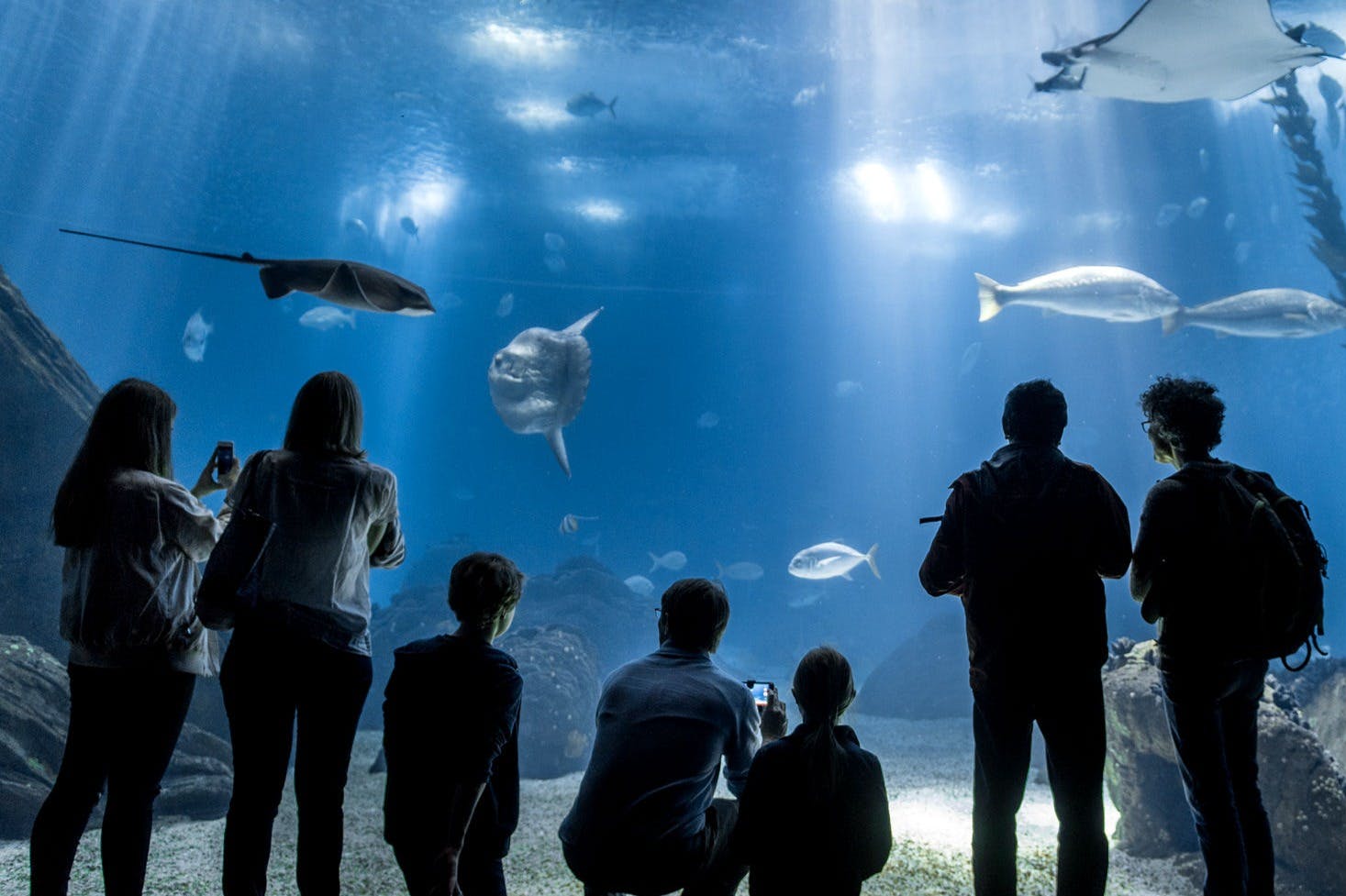 Afbeelding van mensen die naar een aquarium kijken