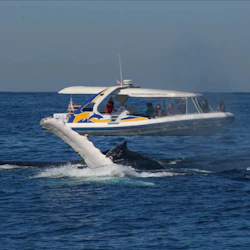 Sydney: 2.5-Hr Whale Watching Boat Ride 4