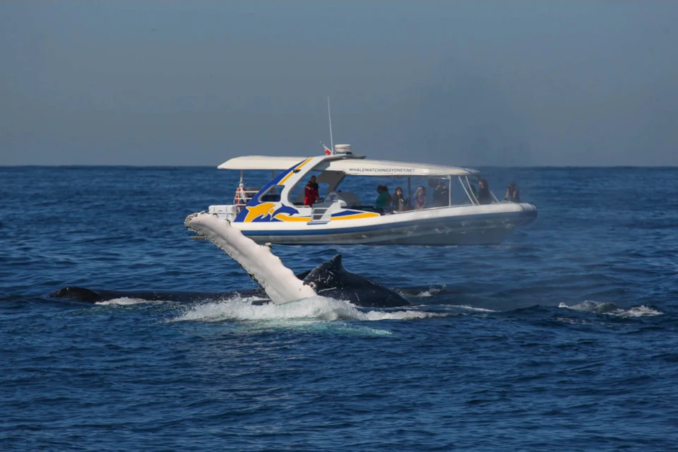 2.5-hour Adventure Whale Watching Cruise