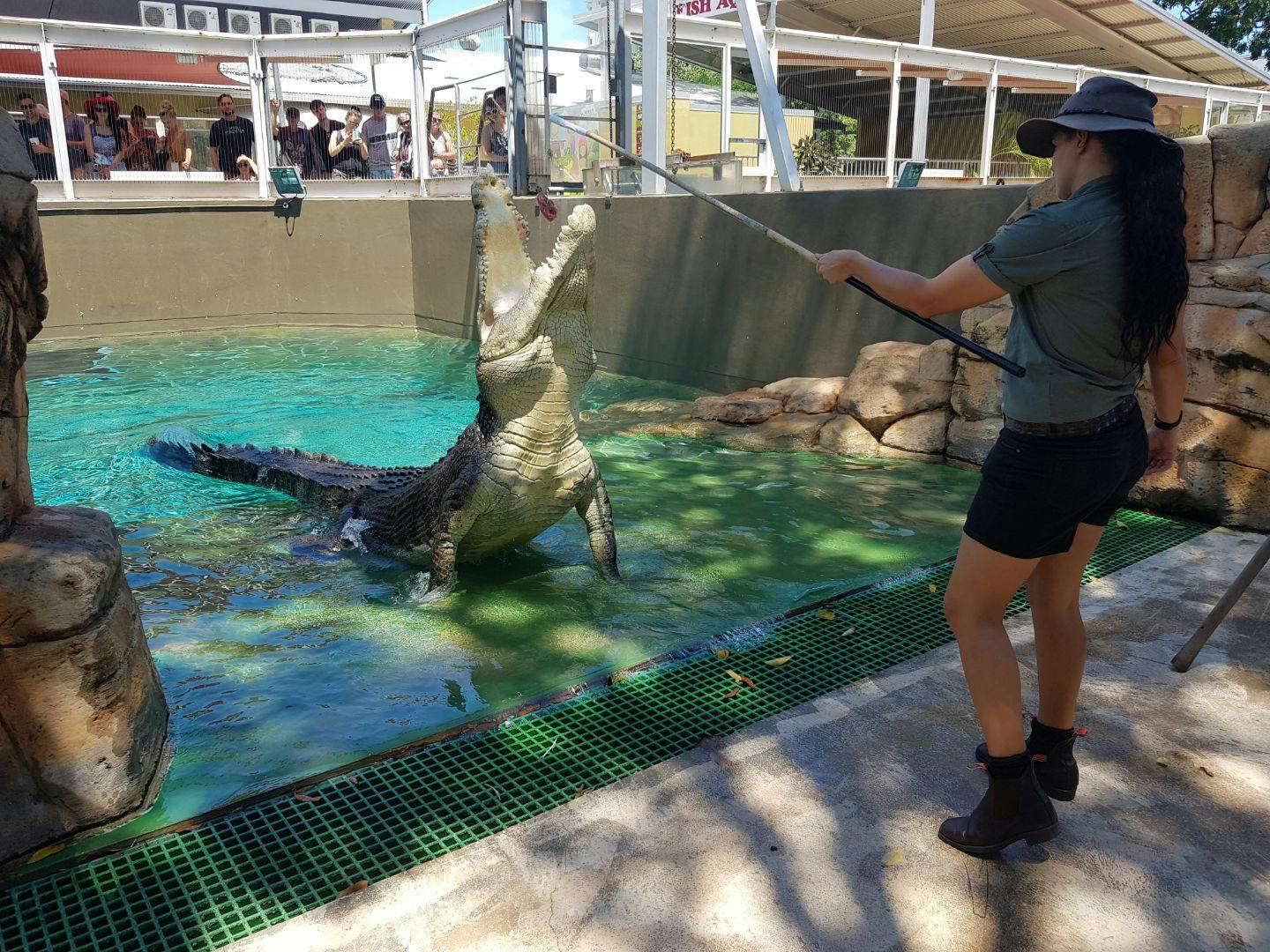 A person holding a pole feeds a large crocodile standing in water at an enclosure, while visitors watch from behind a fence.