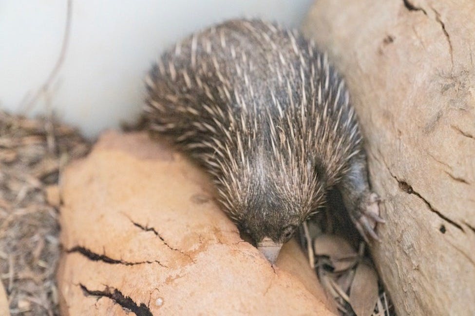 Alice Springs Desert Park