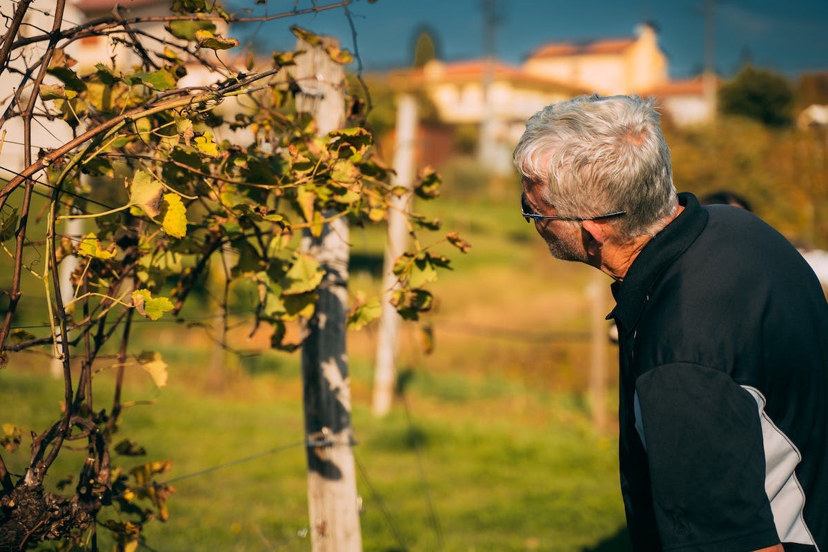 Ruta de tast de vins Prosecco_