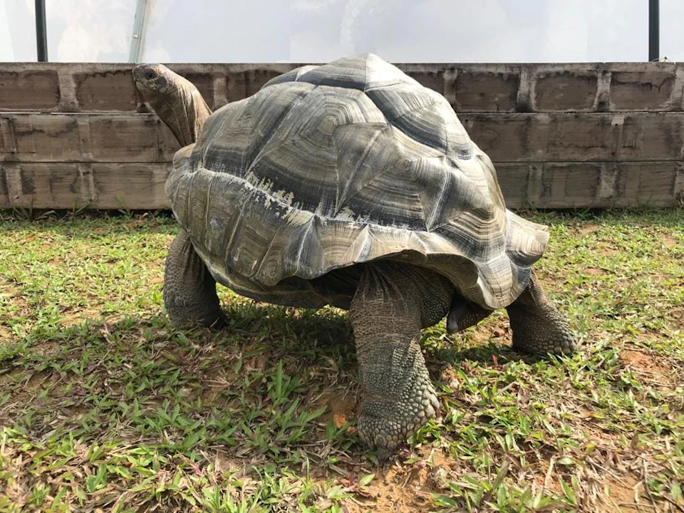 A large tortoise standing on grass near a wooden structure.