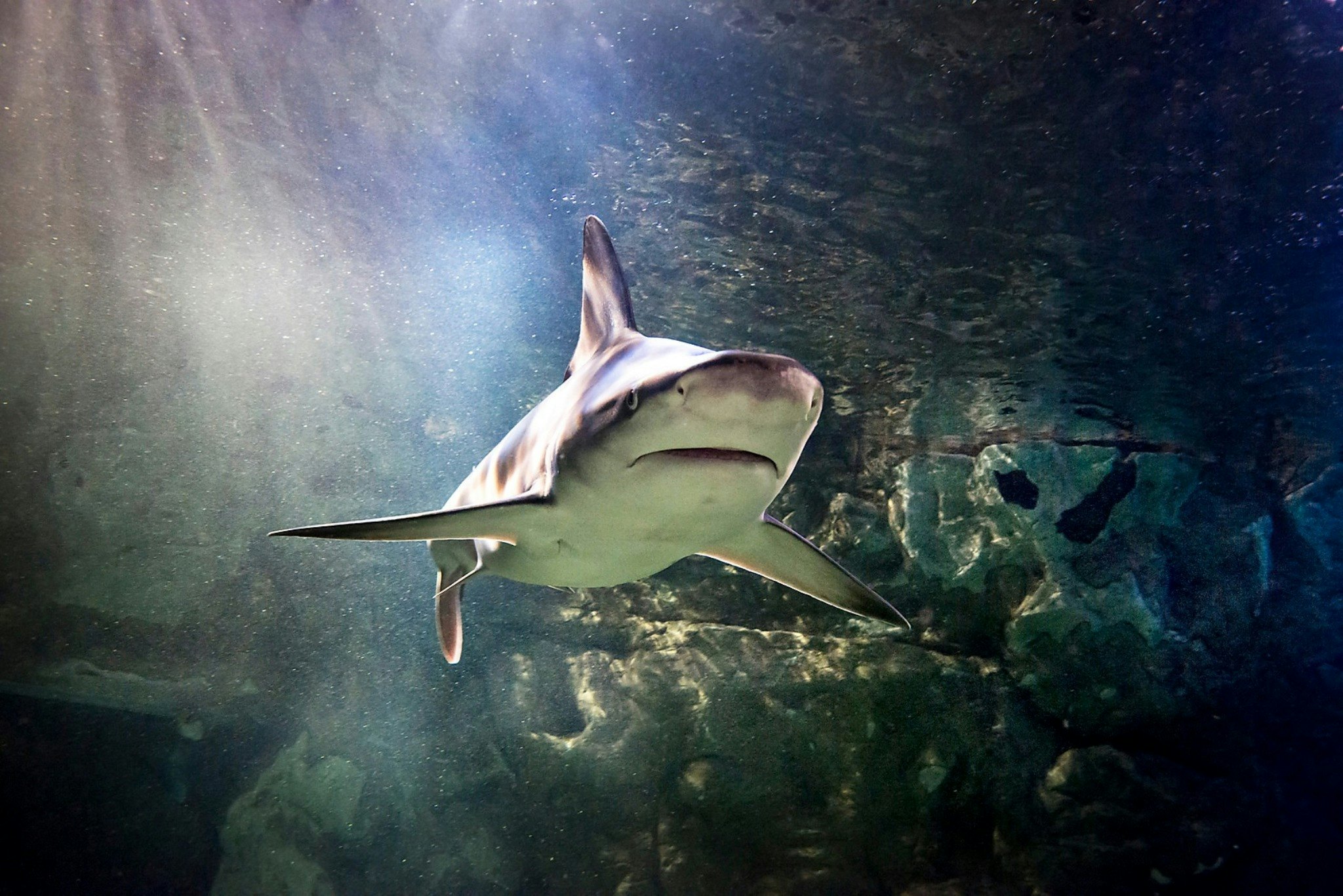 SEA LIFE San Antonio: bilhete de entrada