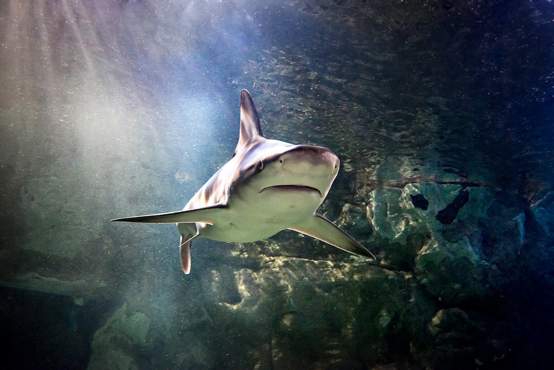 A shark swimming underwater with light filtering through the surface and rocks visible in the background.
