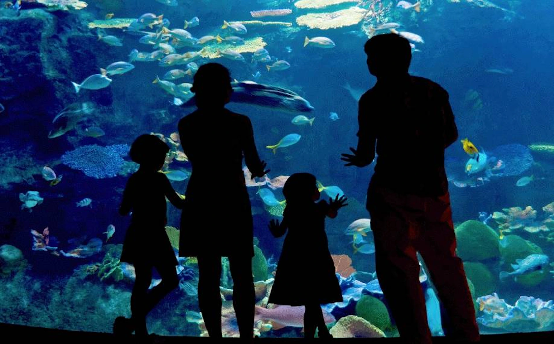 Silhouettes of a family of four watching colorful fish swim in a large aquarium.