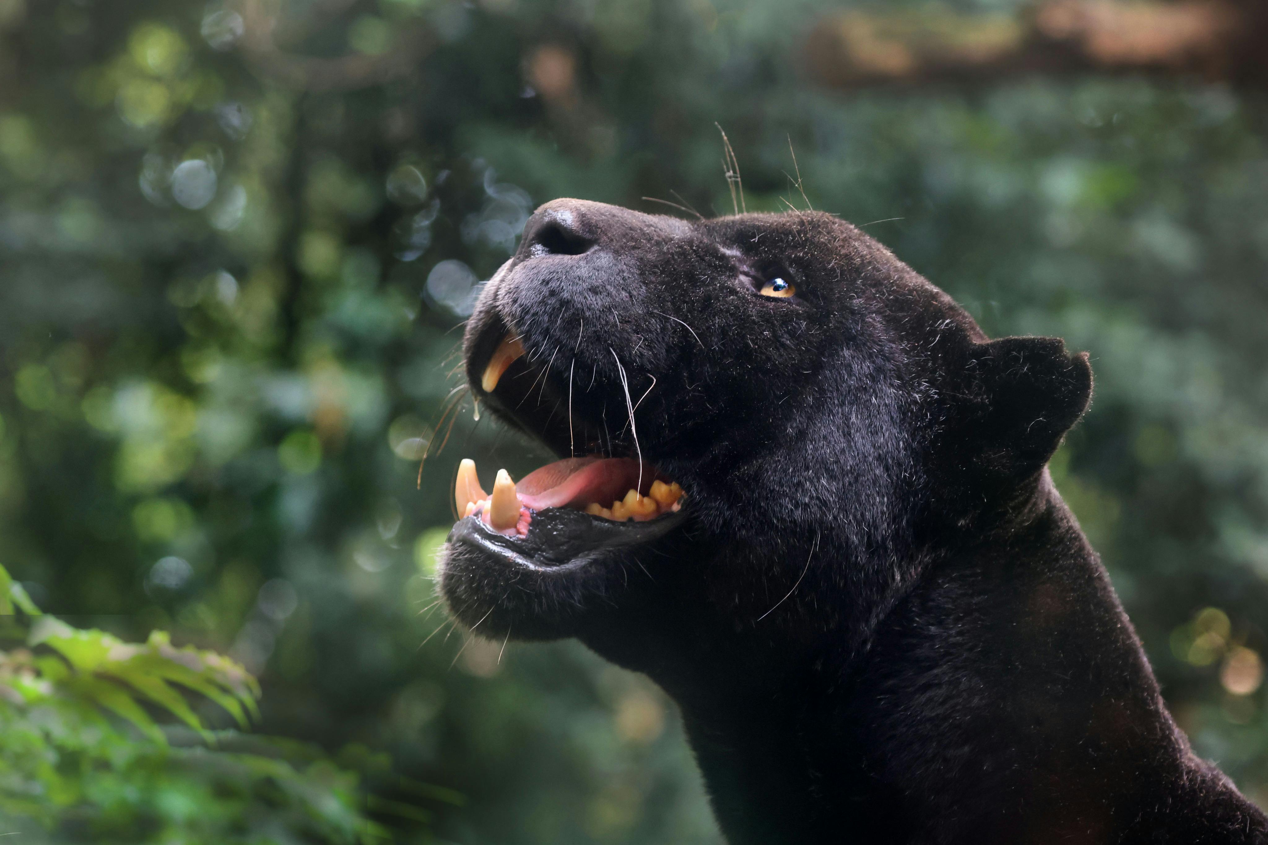 A black panther looking upwards with its mouth open, showing its teeth, against a blurred green forest background.