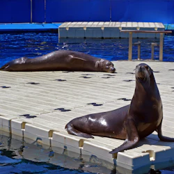 Två sjölejon vilar på en flytande plattform i en pool med blå väggar. Det ena sjölejonet är upprätt och det andra ligger ner.