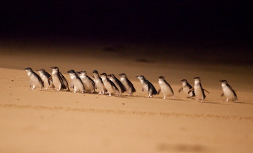 メルボルン発フィリップ島ペンギンパレード少人数エコツアー(即日発券)