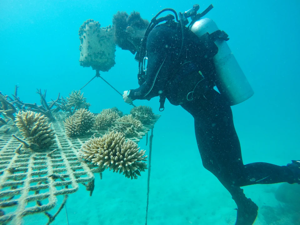 A scuba diver tending to coral on an underwater structure in clear blue water.