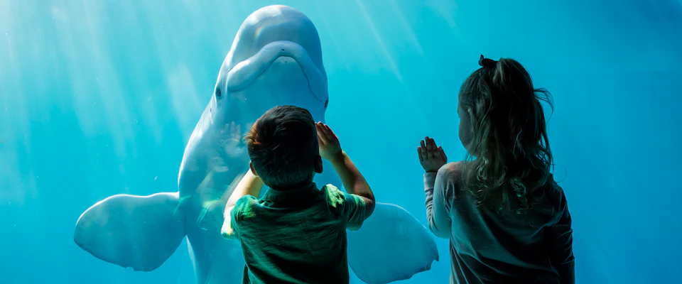 Two children press their hands against the glass of an aquarium tank, interacting with a beluga whale.