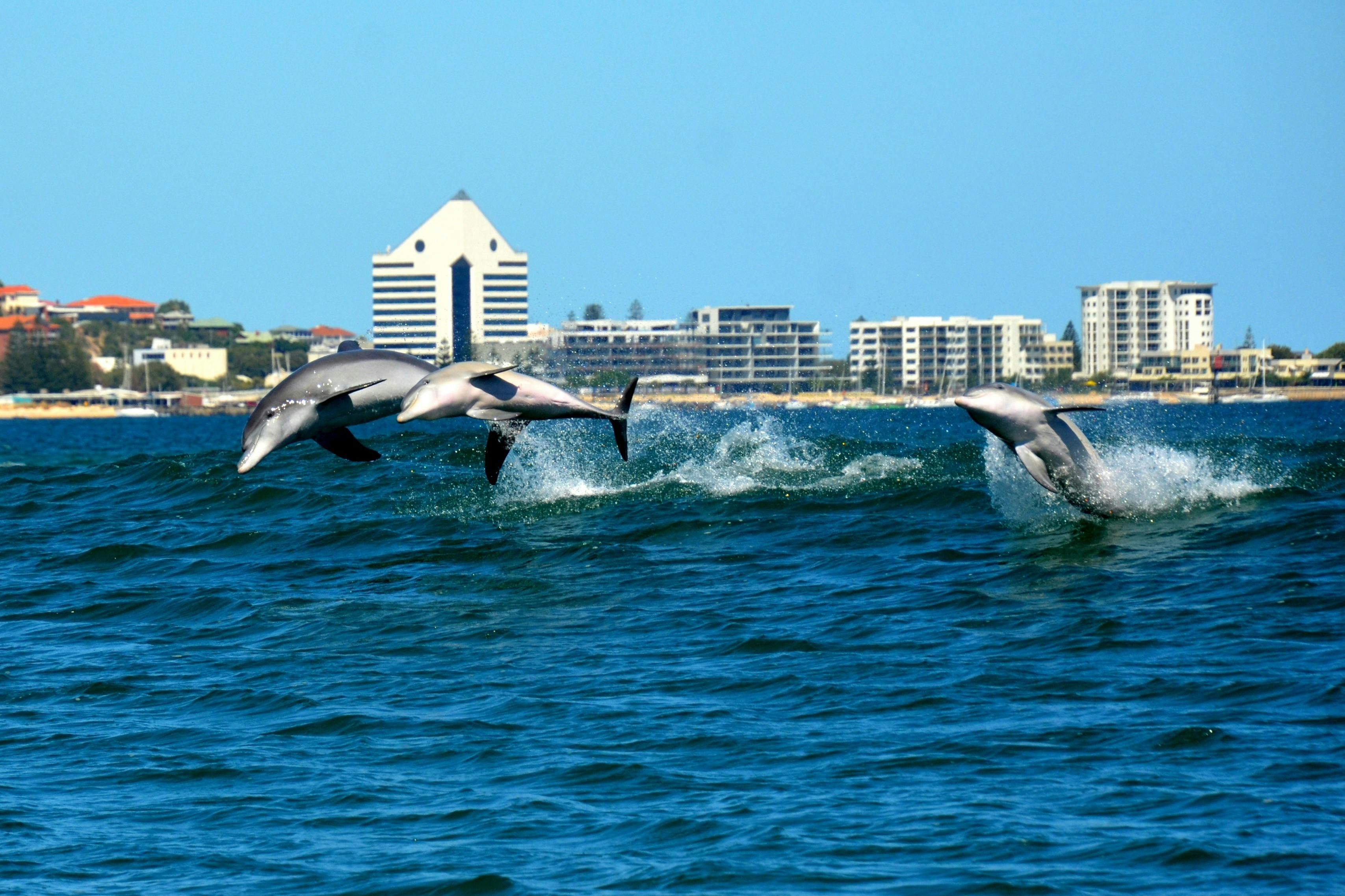Fabuleuse observation des dauphins à quelques minutes seulement de la ville de Bunbury