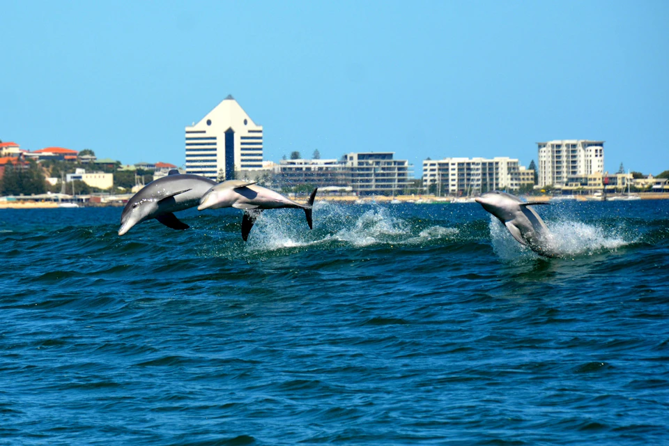 Fabulous dolphin watching only minutes from the City of Bunbury