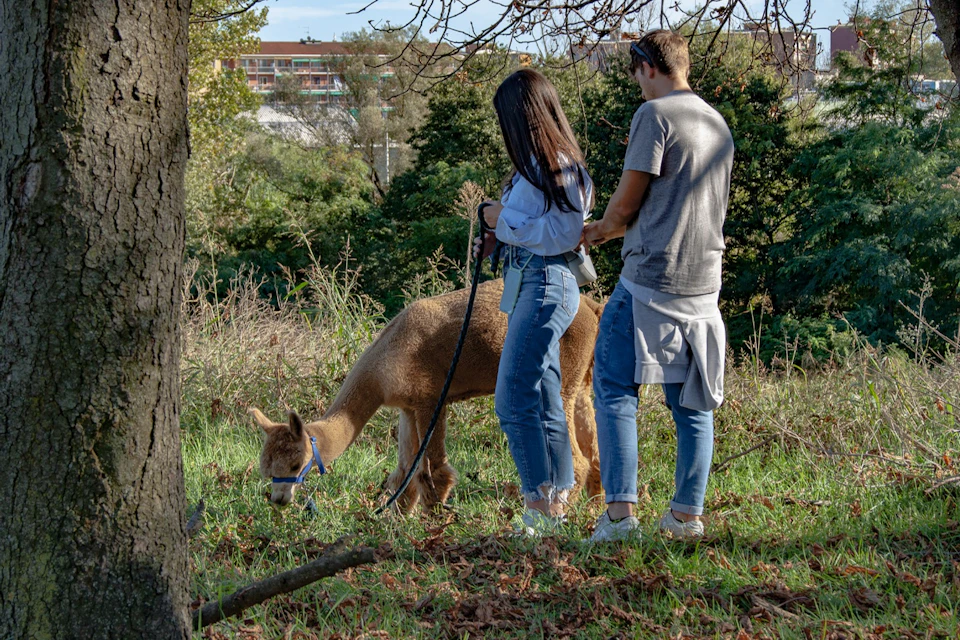 Two people stand in a grassy area, holding a leash attached to a grazing alpaca. Trees and a building are visible in the background.