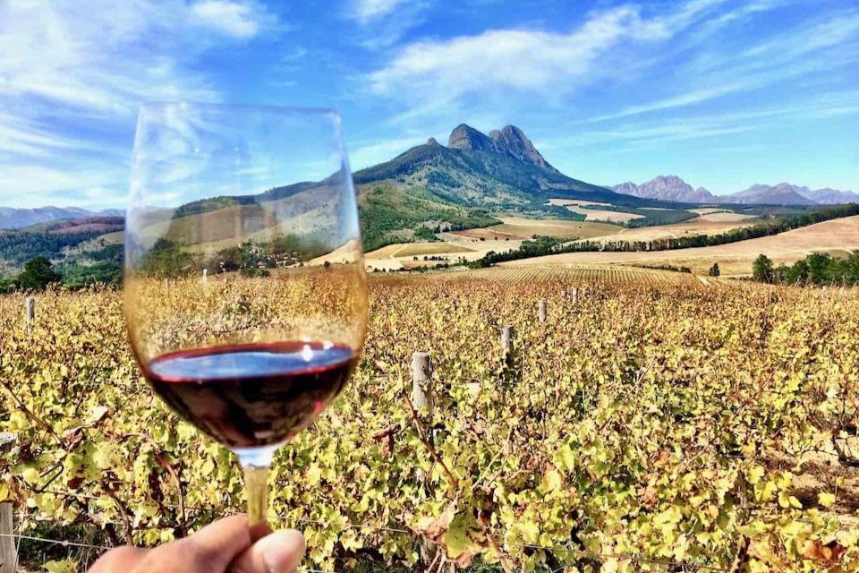 Glass of wine