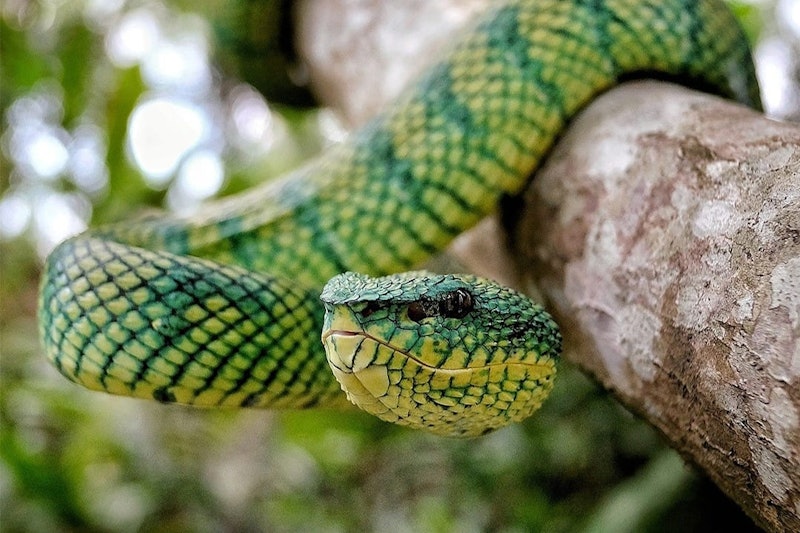 Bali Reptile Park: Entry Ticket