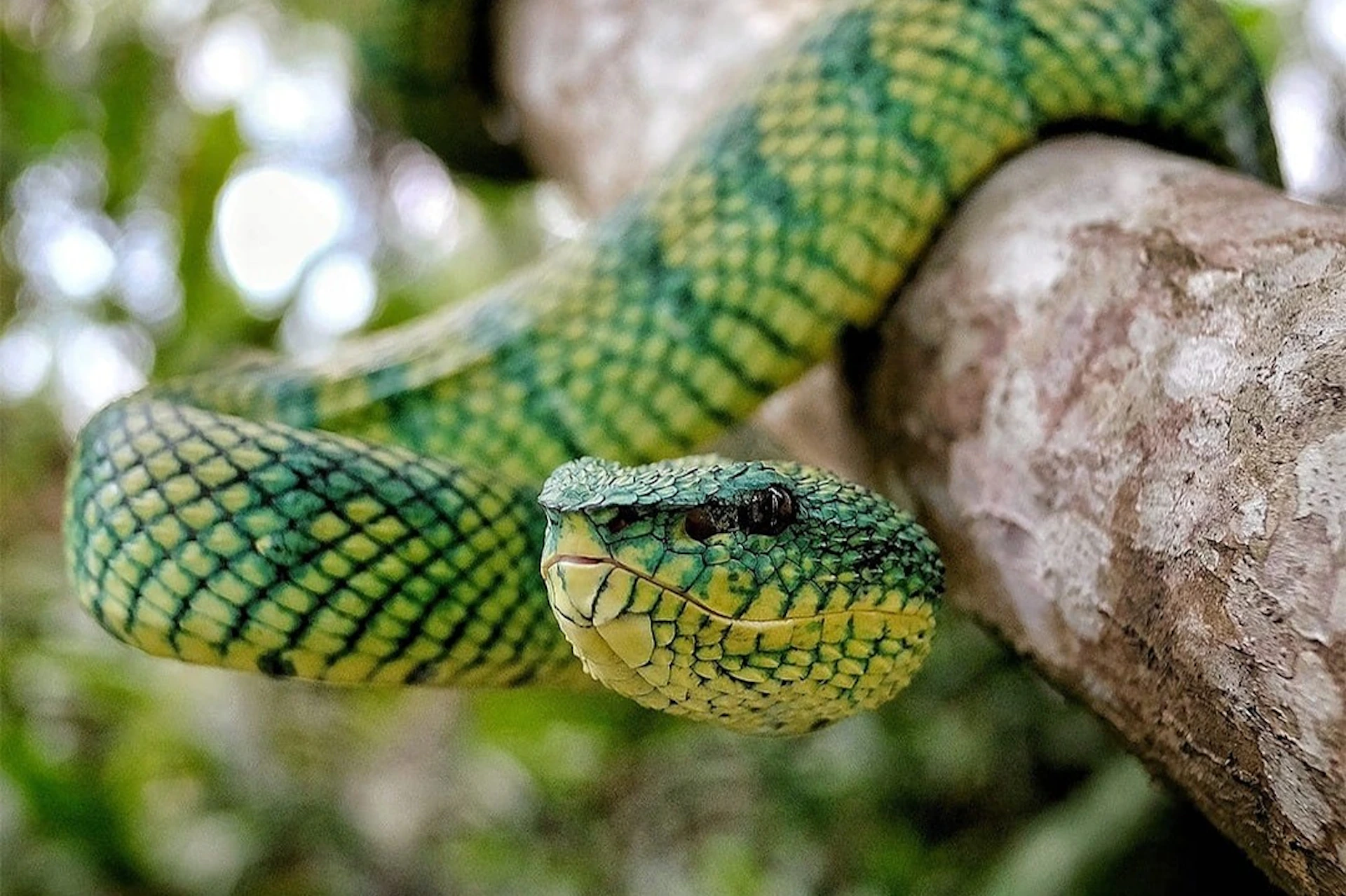 Bali Reptile Park