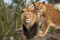 Lions in new residence