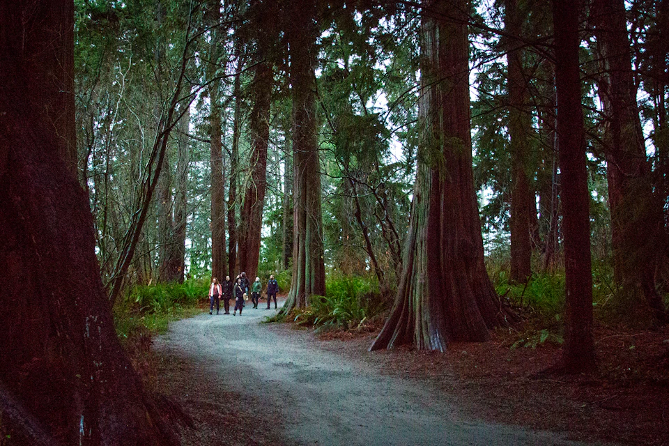 A group of people walk along a forest path surrounded by tall trees and dense greenery.