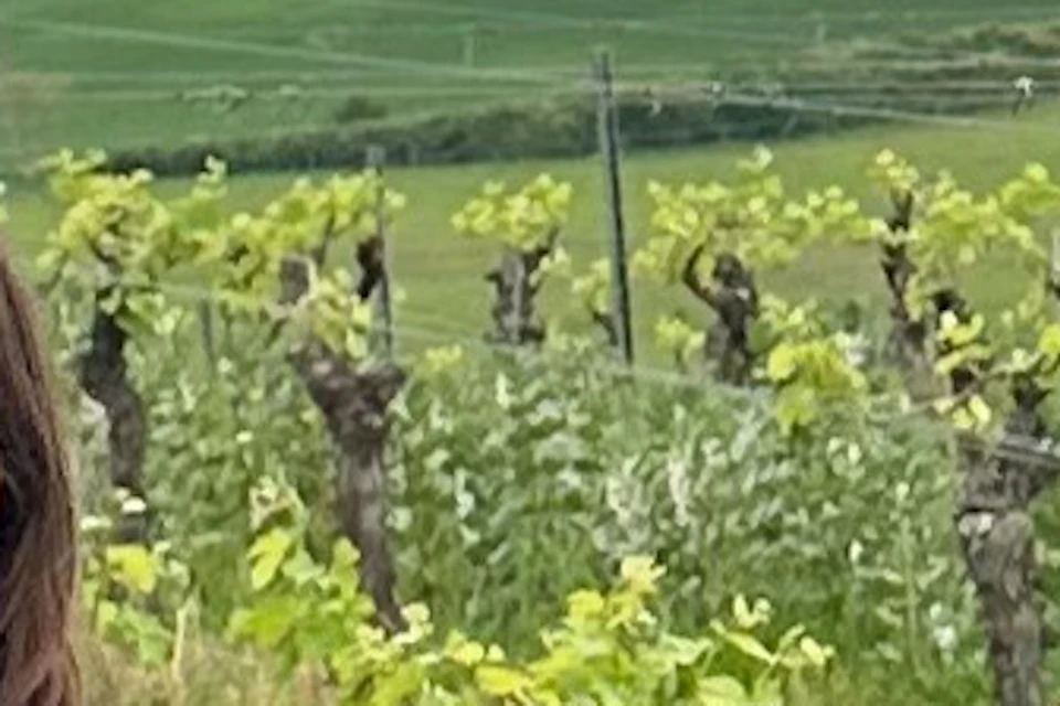 Four people stand together smiling near a vineyard under a cloudy sky.