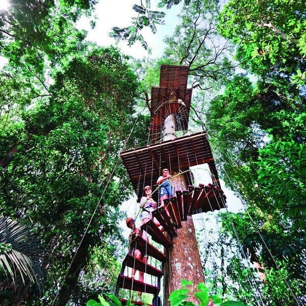 人们在树干周围爬螺旋楼梯，通往郁郁葱葱的茂密森林中的木制平台。